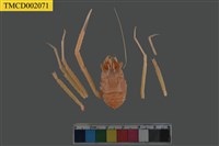 藏品(模稜宦蝦)的圖片